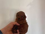 Red Dark Brown Kore Toy Poodle Bebekler