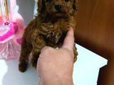 Red Dark Brown Kore Toy Poodle Bebekler