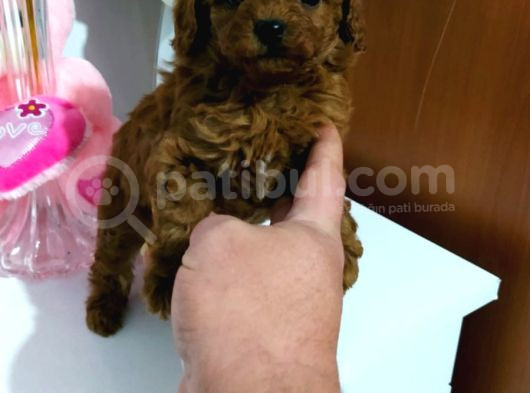 Red Dark Brown Kore Toy Poodle Bebekler görsel