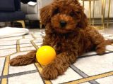 Toy Poodle 4 aylık Erkek Red Brown Uygun fiyata verilecektir