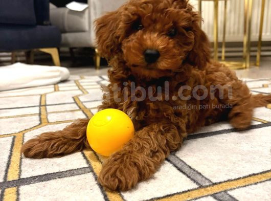 Toy Poodle 4 Aylık Erkek Red Brown Uygun Fiyata Verilecektir