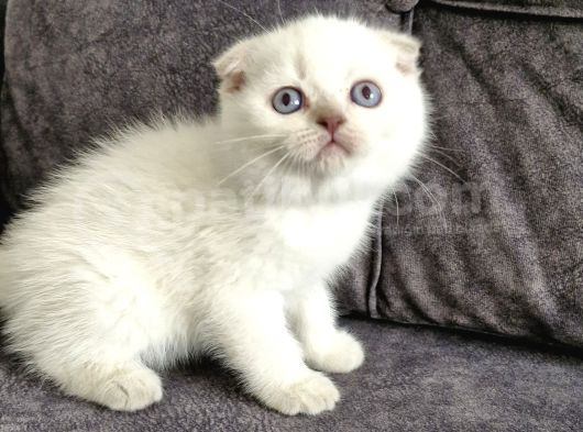 Yakışıklı Bebek görsel