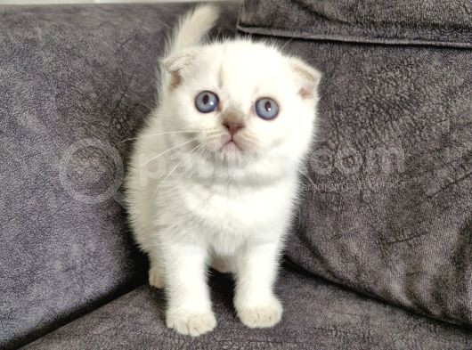 Yakışıklı Bebek görsel