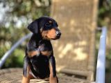 Şampiyon Babanın Yavrusu Dişi Doberman Yavrular