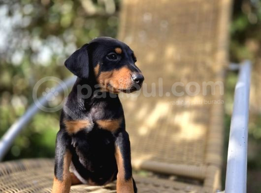 Şampiyon Babanın Yavrusu Dişi Doberman Yavrular