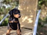 Şampiyon Babanın Yavrusu Dişi Doberman Yavrular