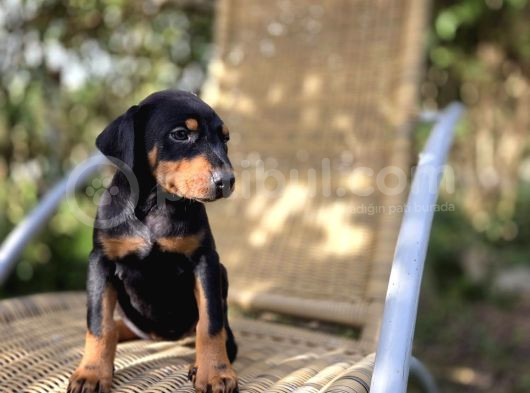 Şampiyon Babanın Yavrusu Dişi Doberman Yavrular görsel