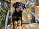 Şampiyon Babanın Yavrusu Dişi Doberman Yavrular