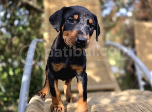 Şampiyon Babanın Yavrusu Dişi Doberman Yavrular görsel