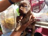 Cane Corso Bebekler