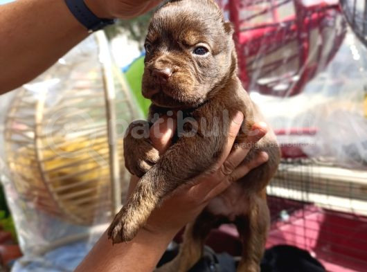 Cane Corso Bebekler görsel