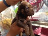 Cane Corso Bebekler