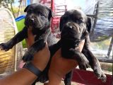 CANE CORSO BEBEKLER