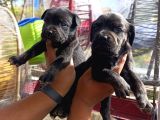 Cane Corso Bebekler