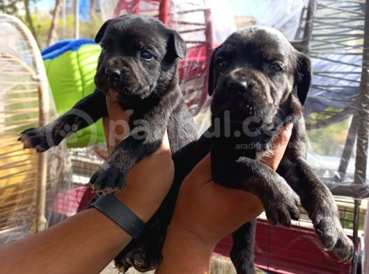 Cane Corso Bebekler görsel