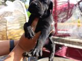 Cane Corso Bebekler