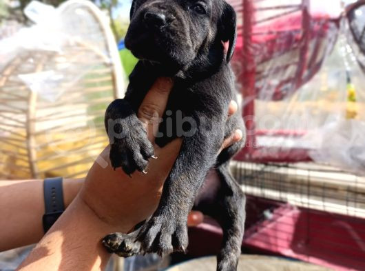 Cane Corso Bebekler görsel