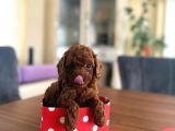 Toy Poodle Redbrown