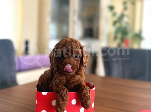 Toy Poodle Redbrown