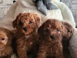 Ruhsatlı Çiftlikten Toypoodle Yavrularimiz