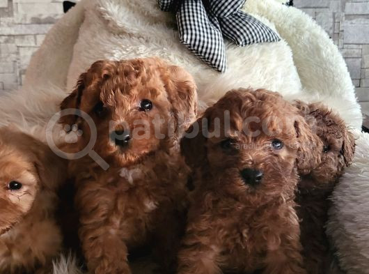 Ruhsatlı Çiftlikten Toypoodle Yavrularimiz görsel