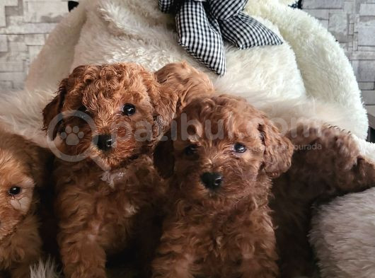 Ruhsatlı Çiftlikten Toypoodle Yavrularimiz görsel