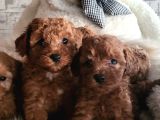 Ruhsatlı Çiftlikten Toypoodle Yavrularimiz