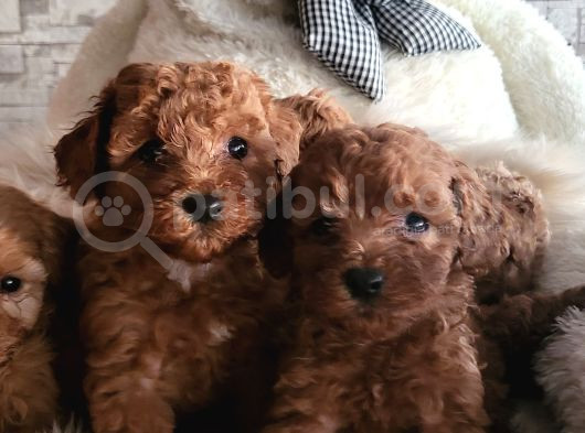 Ruhsatlı Çiftlikten Toypoodle Yavrularimiz görsel