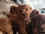 Ruhsatlı Çiftlikten Toypoodle Yavrularimiz