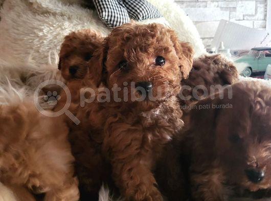 Ruhsatlı Çiftlikten Toypoodle Yavrularimiz görsel