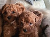 ruhsatlı çiftlikten toypoodle yavrularimiz