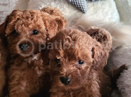 ruhsatlı çiftlikten toypoodle yavrularimiz