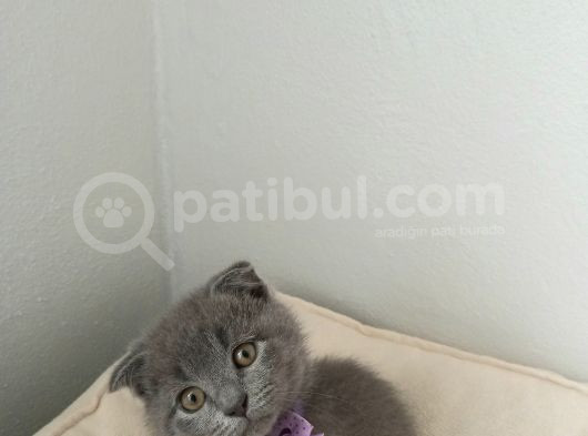 Sicak Kanli Cana Yakin Yavrum Tesli̇me Hazir görsel