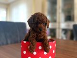 Toy Poodle Redbrown