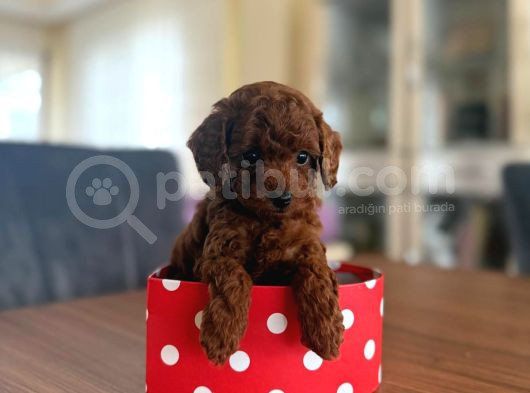 Toy Poodle Redbrown görsel