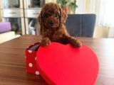Toy Poodle Redbrown