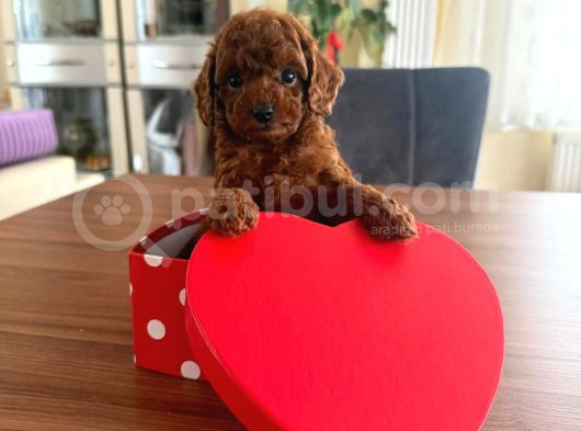 Toy Poodle Redbrown görsel