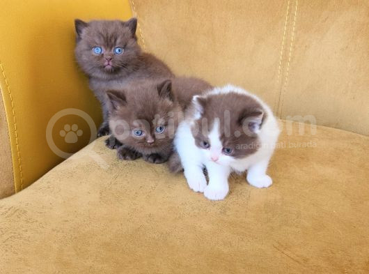 Cinnemon Ve Bicolour Yavrular görsel