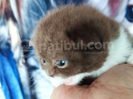 Cinnemon Ve Bicolour Yavrular görsel