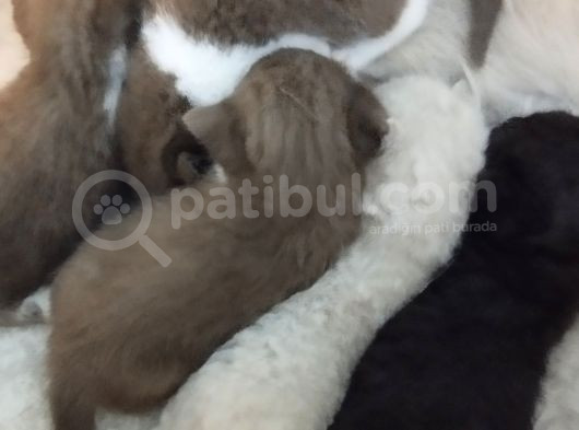 Cinnemon Ve Bicolour Yavrular görsel