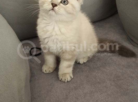 Cinnemon Ve Bicolour Yavrular görsel