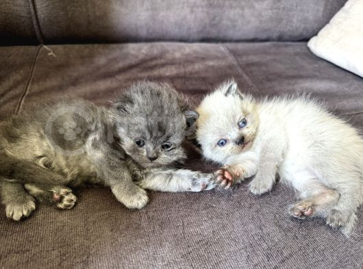 Saf Bri̇ti̇sh Long Ve Blue Poi̇nt Yavrular Tesli̇me Hazir görsel