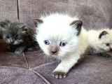Saf Bri̇ti̇sh Long Ve Blue Poi̇nt Yavrular Tesli̇me Hazir