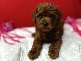 Tuvalet egitimli kore poodle yavrular