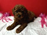 Tuvalet Egitimli Kore Poodle Yavrular