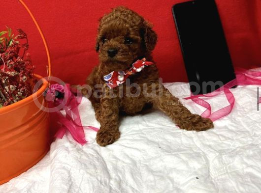 Tuvalet Egitimli Kore Poodle Yavrular görsel
