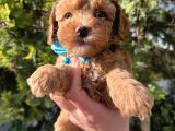 Apricot Minyatür Poodle Bebekler