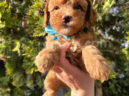 Apricot Minyatür Poodle Bebekler görsel