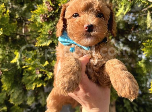Apricot Minyatür Poodle Bebekler görsel