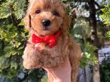 Apricot Minyatür Poodle Bebekler